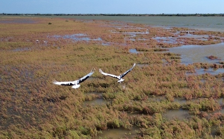 2024年8月28日，丹頂鶴在黃河三角洲國家級自然保護區(qū)展翅翱翔（無人機照片）。新華社記者 徐速繪 攝