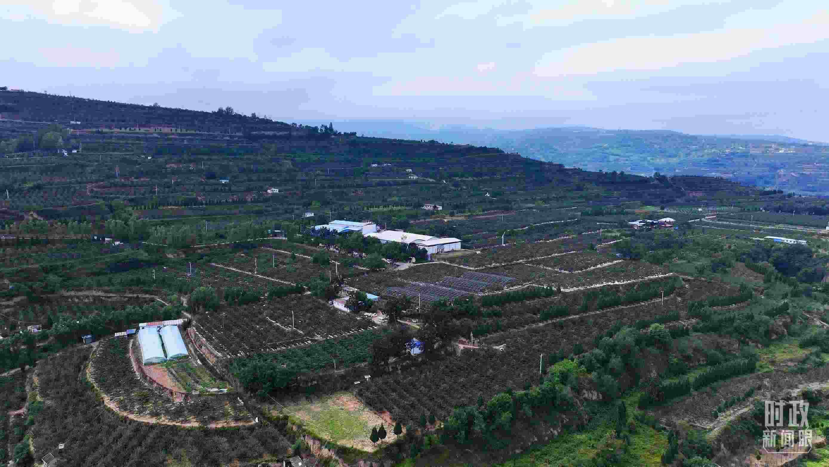 △ 麥積區(qū)南山花牛蘋果基地。（總臺(tái)央視記者范凱拍攝）