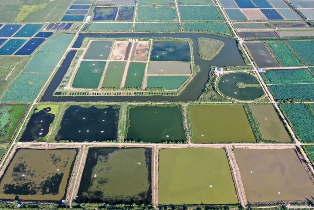 2024年8月13日在山西省臨猗縣薛公村拍攝的蟹塘（無人機(jī)照片）。薛公村位于黃河岸邊，有5000多畝黃河灘涂和近5000畝荒溝。當(dāng)?shù)赝ㄟ^將荒溝和灘涂進(jìn)行整合，發(fā)展特色水產(chǎn)養(yǎng)殖，讓守著黃河水、住在黃河灘的薛公村村民有了新的致富路。