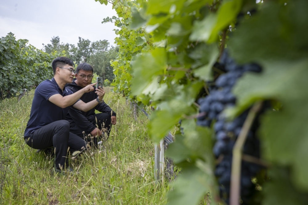 2024年8月15日，技術(shù)人員（左）和工作人員在寧夏銀川市西夏區(qū)的一個(gè)葡萄園工作。為推動黃河流域生態(tài)保護(hù)和高質(zhì)量發(fā)展先行區(qū)建設(shè)，銀川市積極打造高標(biāo)準(zhǔn)葡萄園，借助各種傳感器監(jiān)測釀酒葡萄的生長狀態(tài)，實(shí)現(xiàn)精準(zhǔn)灌溉，從而高效節(jié)約黃河水。