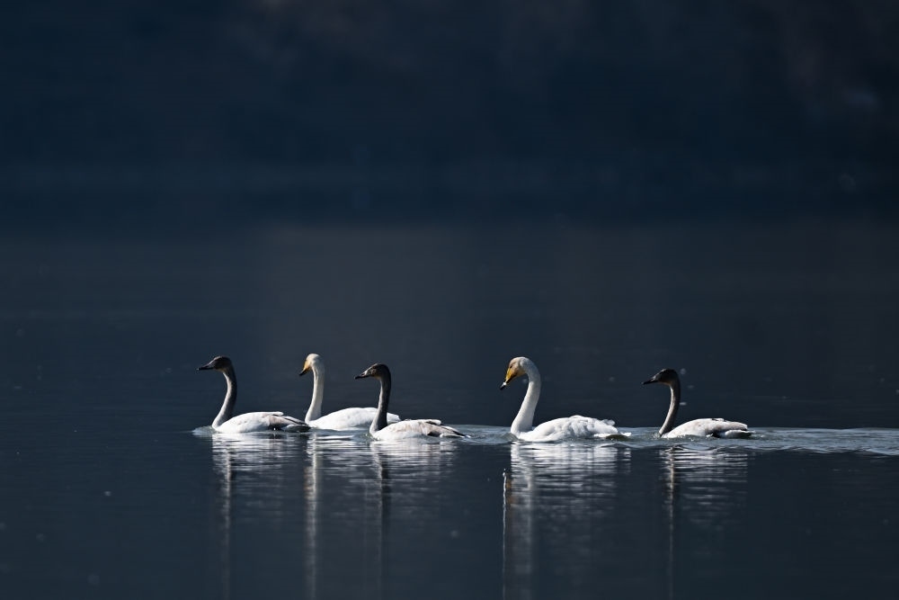 2023年11月30日，天鵝在青海省海東市化隆回族自治縣群科鎮(zhèn)境內(nèi)的黃河上游弋。近年來，青海省加大力度保護(hù)治理境內(nèi)黃河流域，改善當(dāng)?shù)厣鷳B(tài)環(huán)境，為越冬候鳥提供良好棲息地。