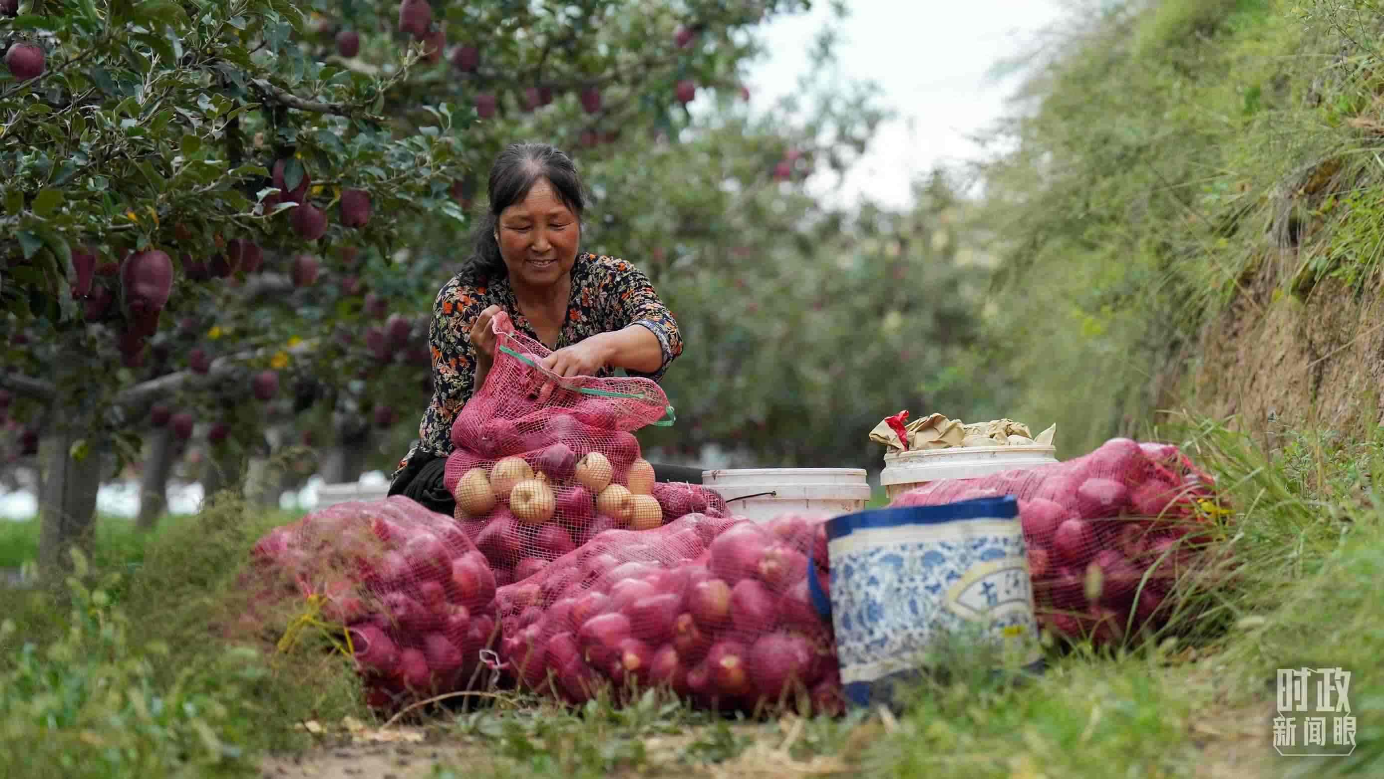 △南山花牛蘋果基地在2023年帶動9000多戶村民實現(xiàn)增收。（總臺國廣記者李晉拍攝）