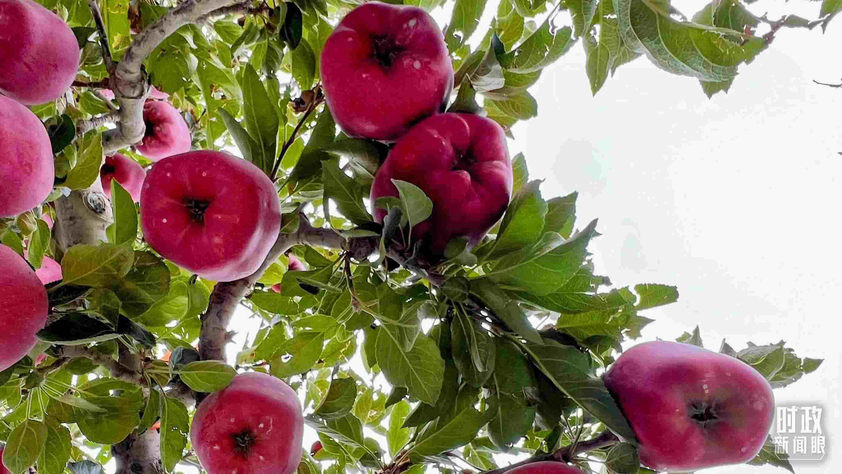 △南山花牛蘋果基地是元帥系蘋果生產(chǎn)基地。（總臺央視記者程鋮拍攝）