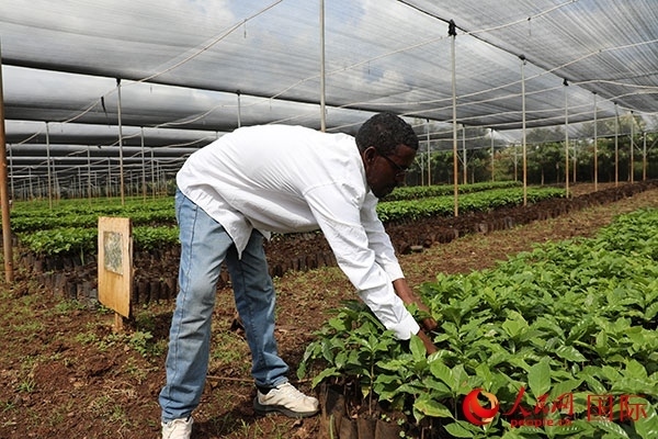 農(nóng)場(chǎng)協(xié)調(diào)員艾哈邁德·耶曼正在檢查咖啡幼苗。人民網(wǎng)記者 沈小曉攝