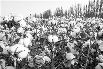圖為新疆阿克蘇棉田。新研究揭示了GhEXL3基因調(diào)控棉纖維伸長(zhǎng)的分子機(jī)制，為棉纖維品質(zhì)遺傳改良提供了重要理論依據(jù)。視覺(jué)中國(guó)供圖