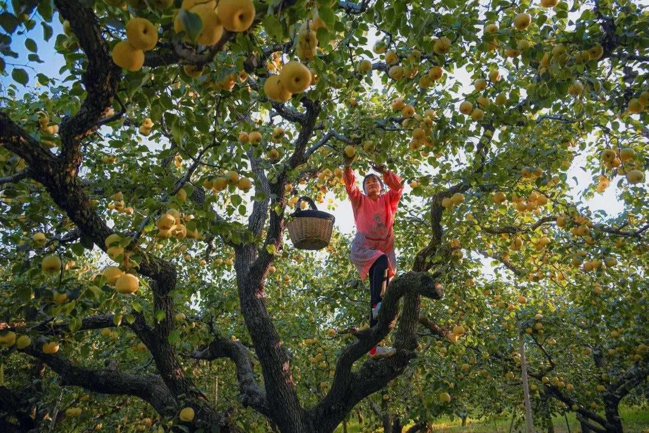 2024年10月4日，安徽省宿州市碭山縣程莊鎮(zhèn)衡樓村百年老梨園里，梨農(nóng)在忙著采摘酥梨。來源:人民圖片