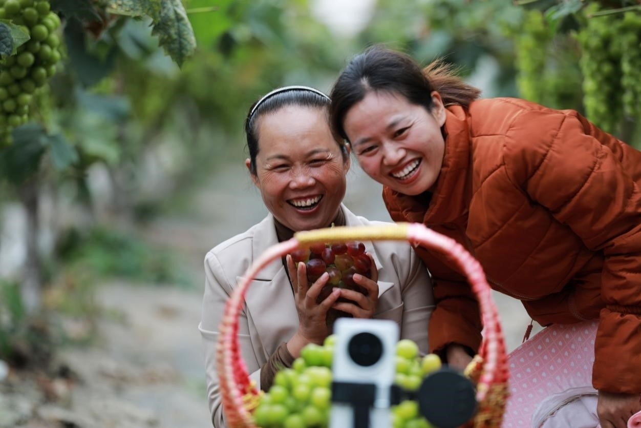 2024年10月6日，果農(nóng)在貴州省黔西市金碧鎮(zhèn)新蘭村葡萄園里進行直播銷售。來源：人民圖片