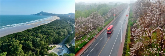 拼版照片：左圖為位于東山縣金鑾灣沿岸的木麻黃防護(hù)林帶（無人機(jī)照片，新華社記者 姜克紅 攝）；右圖為2021年4月20日在蘭考縣焦裕祿干部學(xué)院附近拍攝的泡桐花（無人機(jī)照片，新華社記者 郝源 攝）。