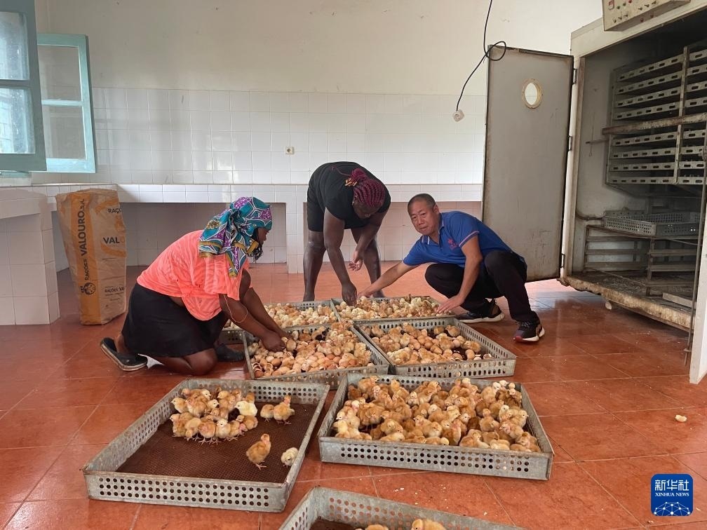 中國援圣普農(nóng)牧業(yè)技術(shù)項目組專家在圣多美和普林西比家禽繁育中心指導雛雞人工孵化技術(shù)（2024年10月8日攝）。新華社發(fā)（中國援圣普農(nóng)技組供圖）