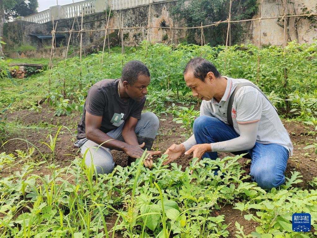 中國援圣普農(nóng)牧業(yè)技術(shù)項目組專家彭杰（右）在圣多美和普林西比的梅佐希大區(qū)指導蔬菜種植戶改善田間管理技術(shù)（2024年1月25日攝）。新華社發(fā)（中國援圣普農(nóng)技組供圖）