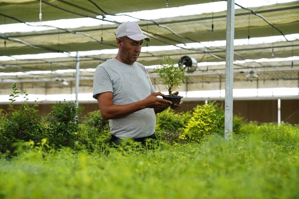 7月28日，在烏茲別克斯坦錫爾河州的上合組織農(nóng)業(yè)基地中烏現(xiàn)代農(nóng)業(yè)科技示范園，工作人員檢查盆栽植物。新華社發(fā)（扎法爾攝）