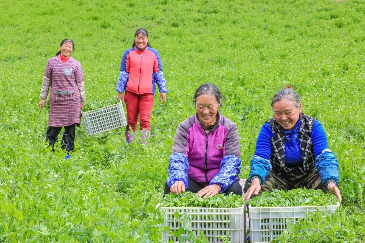 在四川省阿壩藏族羌族自治州馬爾康市馬爾康鎮(zhèn)納足村，當季蔬菜喜獲豐收，群眾正在忙著采收、裝箱供應(yīng)市場。來源：人民圖片