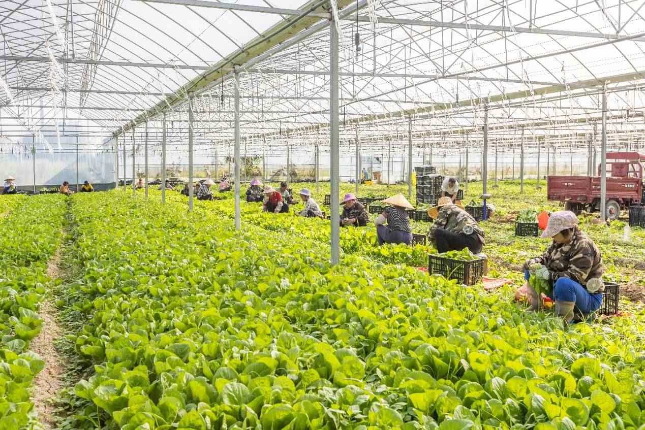 2024年10月8日，在廣西梧州市蒙山縣文圩鎮(zhèn)大明村一個大棚蔬菜基地內(nèi)，民工在采摘、包裝包心菜，準備運銷外地。來源：人民圖片