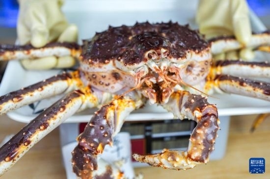 這是9月20日在吉林省琿春市的東北亞跨境電商產(chǎn)業(yè)園內(nèi)的帝王蟹保稅店拍攝的帝王蟹。新華社記者 許暢 攝