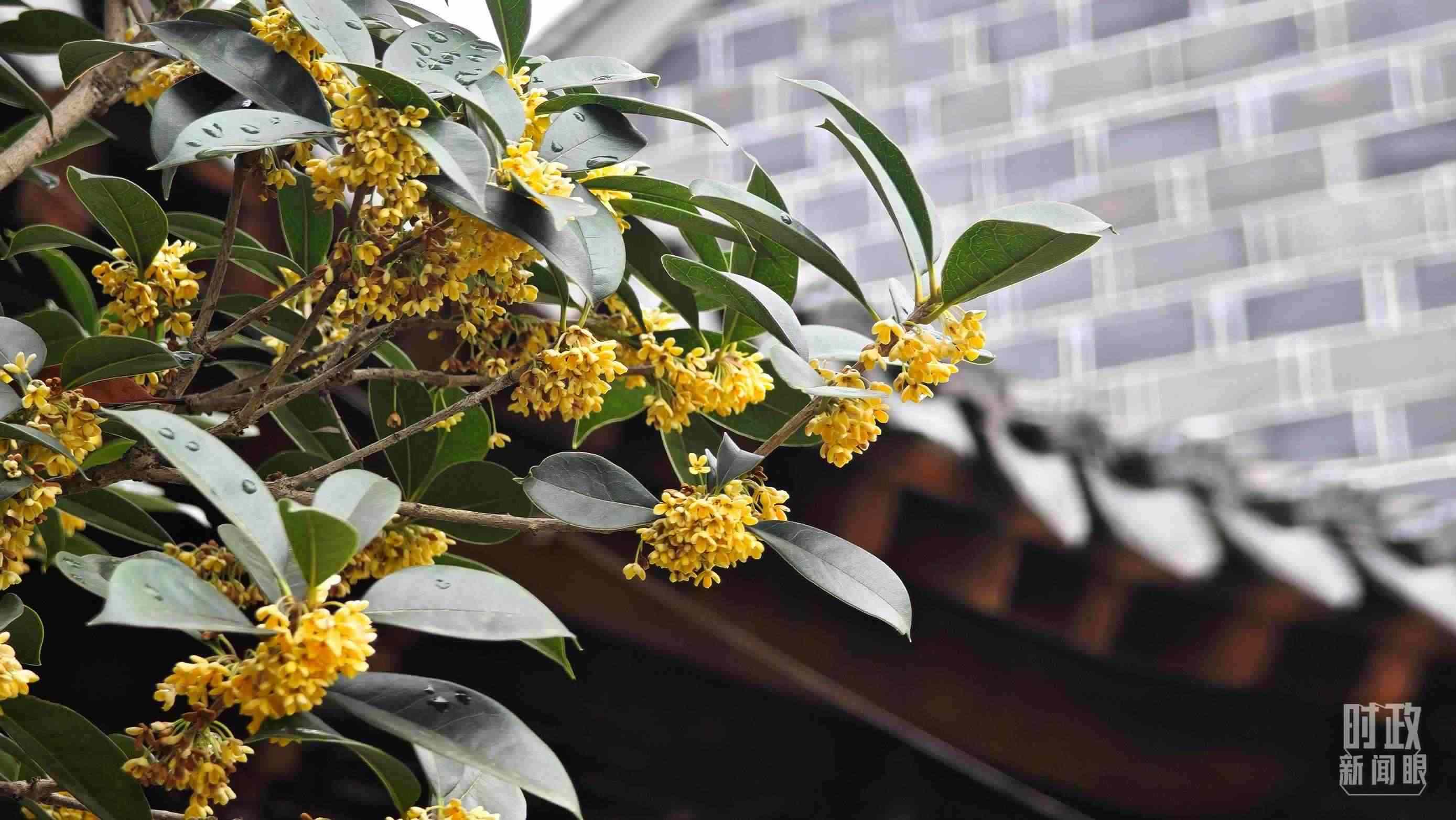 △六尺巷。（總臺央視記者趙化、彭漢明拍攝）