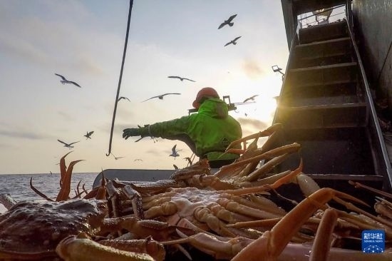 這是俄羅斯蟹業(yè)集團工作人員進行遠(yuǎn)洋捕撈的資料照片。新華社發(fā)（俄羅斯蟹業(yè)集團供圖）