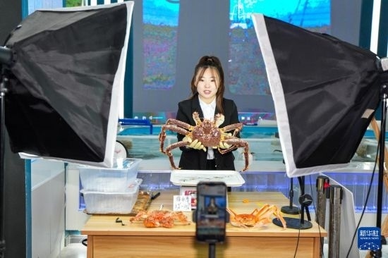 9月20日，在吉林省琿春市的帝王蟹保稅店內(nèi)，工作人員進行網(wǎng)絡(luò)直播售賣帝王蟹。新華社記者 許暢 攝