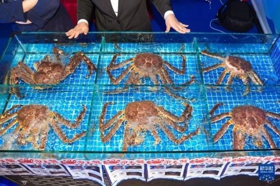 這是9月19日拍攝的吉林省琿春市一商家所售賣的帝王蟹。新華社記者 許暢 攝