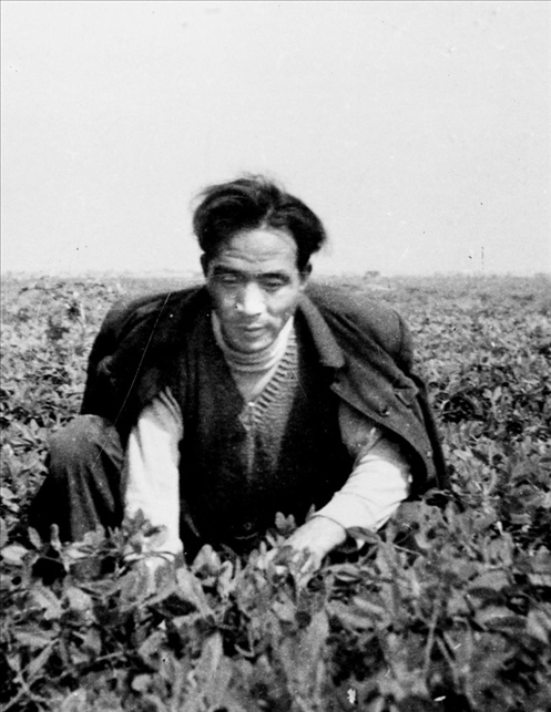 在蘭考期間，焦裕祿在田間勞動的情景。