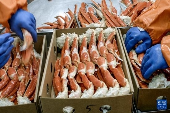 俄羅斯蟹業(yè)集團的工作人員在生產(chǎn)線上加工產(chǎn)品（資料照片）。新華社發(fā)（俄羅斯蟹業(yè)集團供圖）