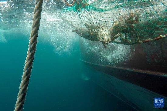 這是俄羅斯蟹業(yè)集團的捕撈船進行遠(yuǎn)洋捕撈的資料照片。新華社發(fā)（俄羅斯蟹業(yè)集團供圖）