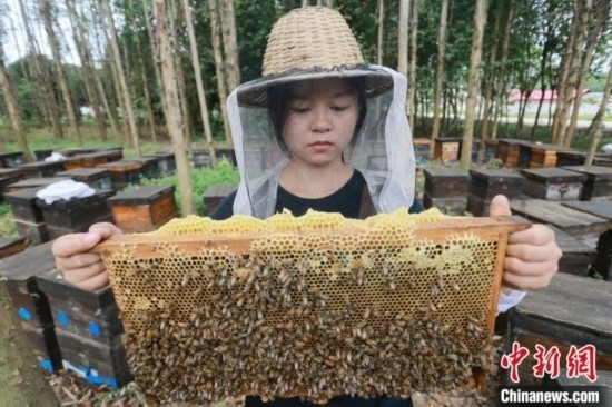 吳素英查看蜂蜜產(chǎn)蜜情況。湯曉逵 攝