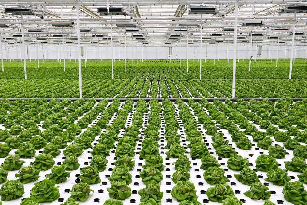 10月26日，楊凌智慧農(nóng)業(yè)示范園智慧溫室內(nèi)通過無土栽培技術(shù)種植的蔬菜。新華社記者 鄒競一 攝