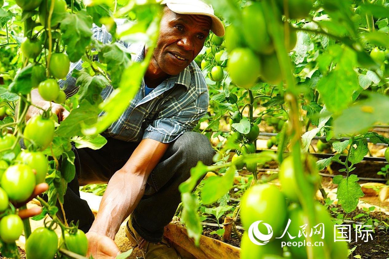 肯尼亞納庫魯郡，當(dāng)?shù)剞r(nóng)民喬納·卡蘭賈家的溫室大棚里，番茄長勢喜人。人民網(wǎng)記者 黃煒鑫攝