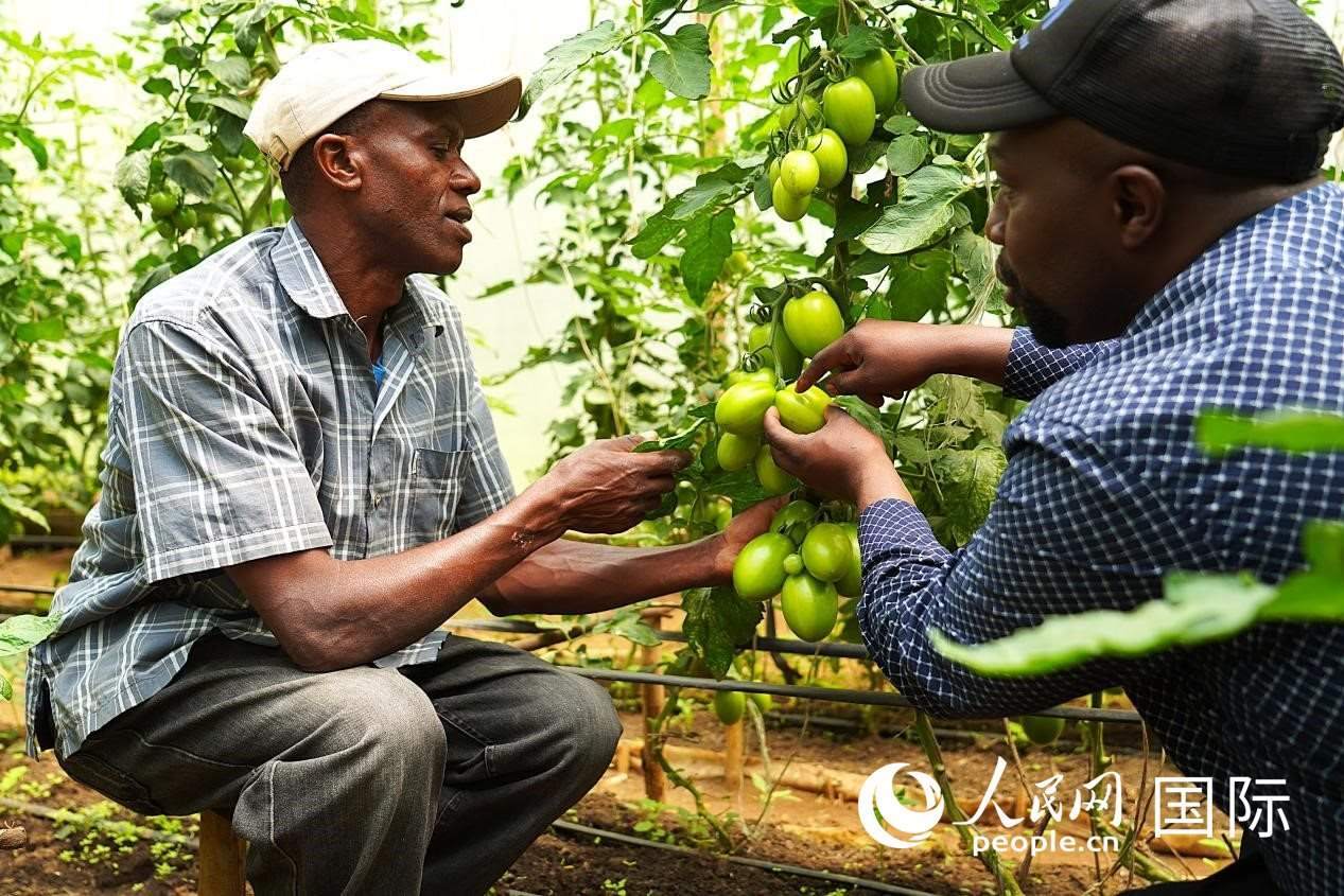 肯尼亞納庫魯郡，埃格頓大學(xué)園藝學(xué)專家史蒂芬·吉藤古在溫室大棚里指導(dǎo)當(dāng)?shù)剞r(nóng)民喬納·卡蘭賈種植番茄。人民網(wǎng)記者 黃煒鑫攝