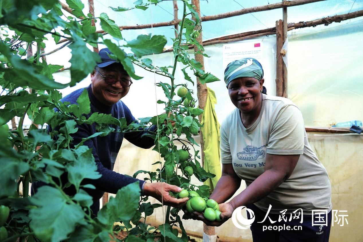肯尼亞納庫魯郡，南京農(nóng)業(yè)大學(xué)援非專家劉高瓊和當(dāng)?shù)剞r(nóng)民瑪麗·姆旺吉在溫室大棚里查看番茄種植情況。人民網(wǎng)記者 黃煒鑫攝
