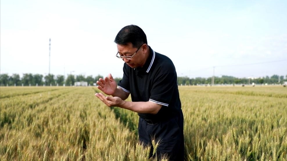 張福鎖在曲周查看小麥長(zhǎng)勢(shì)。受訪者供圖