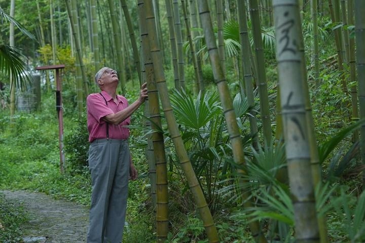 奈斯在莫干山的竹林里散步。