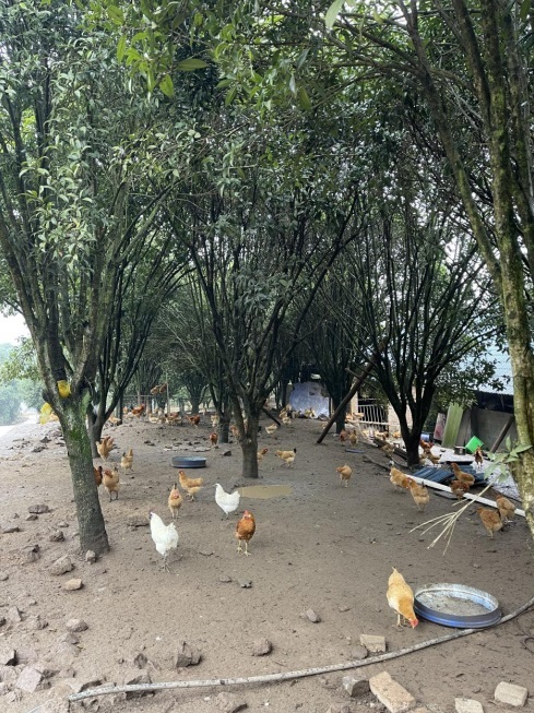 桂花林里的桂飛雞。劉軍國攝