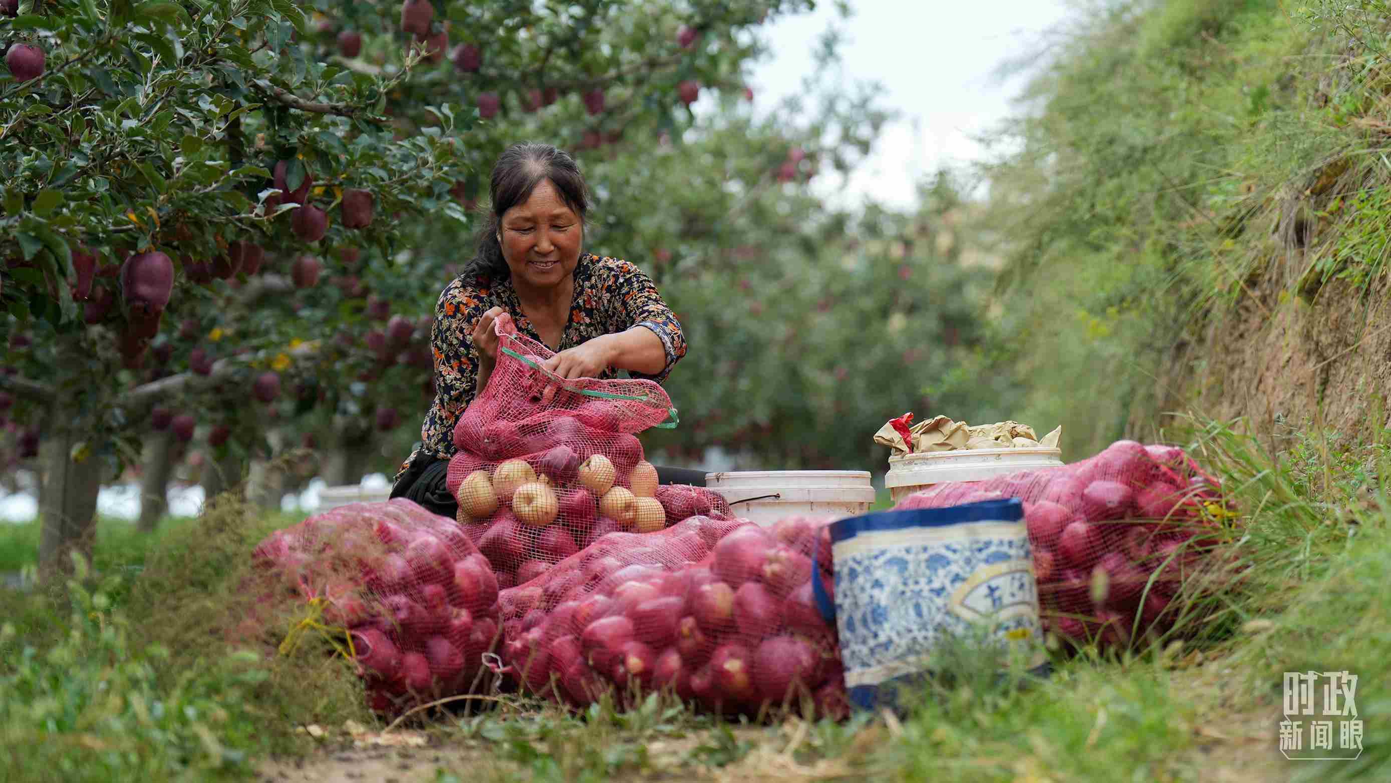△甘肅天水的花牛蘋果已經(jīng)成為當(dāng)?shù)厝罕姷摹吧鷳B(tài)果”“致富果”。（總臺(tái)記者李晉拍攝）