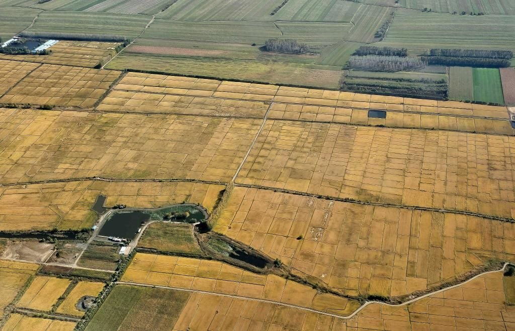 俯瞰黑龍江省哈爾濱市一處稻田（10月2日攝，無人機(jī)照片）。新華社記者 孫曉宇 攝