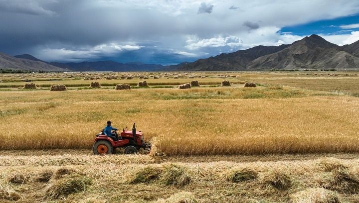 2024年9月10日在西藏日喀則市白朗縣巴扎鄉(xiāng)拍攝的秋收場景（無人機照片）。新華社記者 晉美多吉 攝