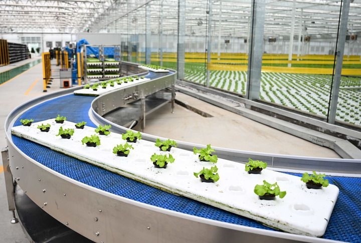 2024年12月12日在內(nèi)蒙古鄂爾多斯市達(dá)拉特旗內(nèi)蒙古現(xiàn)代數(shù)字農(nóng)業(yè)科技產(chǎn)業(yè)園拍攝的生菜苗。 新華社記者 貝赫 攝