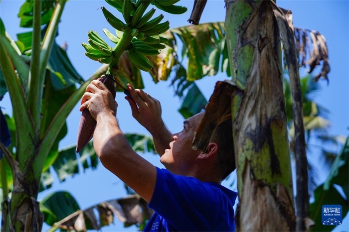 12月23日，中國(guó)熱帶農(nóng)業(yè)科學(xué)院專家趙增賢在斯里蘭卡馬坎杜拉為當(dāng)?shù)剞r(nóng)戶做技術(shù)示范。新華社記者 陳冬書 攝