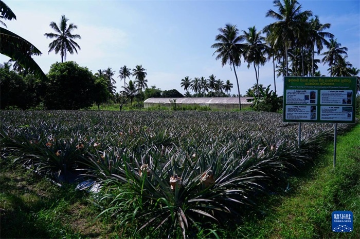 這是12月23日在斯里蘭卡馬坎杜拉拍攝的中國(guó)技術(shù)試驗(yàn)田菠蘿田。新華社記者 陳冬書 攝