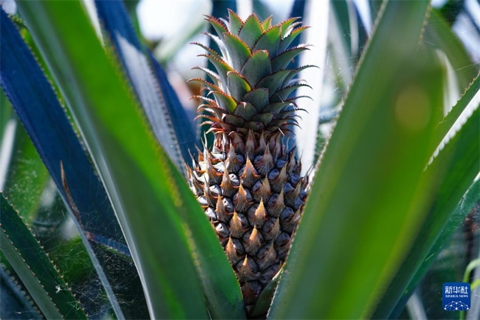 這是12月23日在斯里蘭卡馬坎杜拉拍攝的中國(guó)技術(shù)試驗(yàn)田里的菠蘿。新華社記者 陳冬書 攝
