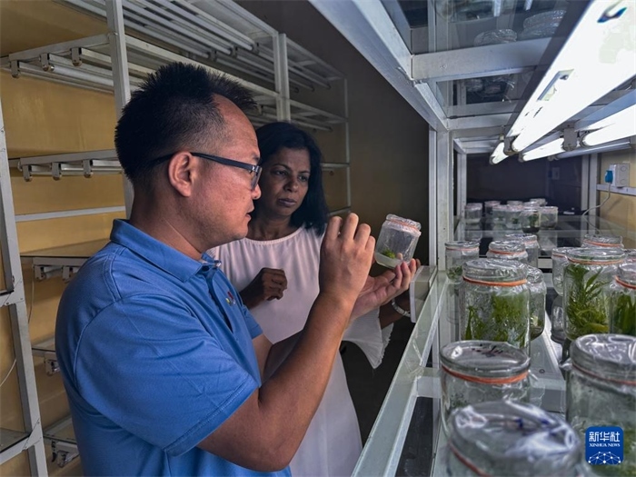 12月23日，在斯里蘭卡馬坎杜拉，中國(guó)專家與斯里蘭卡馬坎杜拉可持續(xù)農(nóng)業(yè)與發(fā)展研究中心主任達(dá)莎妮·賈亞曼納交流。新華社發(fā)（中國(guó)、聯(lián)合國(guó)糧農(nóng)組織與斯里蘭卡南南合作項(xiàng)目專家組供圖）