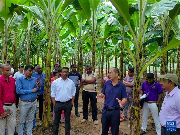 10月10日，在斯里蘭卡霍勒訥的一處香蕉示范基地，中國(guó)、聯(lián)合國(guó)糧農(nóng)組織與斯里蘭卡南南合作項(xiàng)目中國(guó)專家組組長(zhǎng)孫德權(quán)為當(dāng)?shù)剞r(nóng)民進(jìn)行技術(shù)培訓(xùn)。新華社發(fā)（中國(guó)、聯(lián)合國(guó)糧農(nóng)組織與斯里蘭卡南南合作項(xiàng)目專家組供圖）