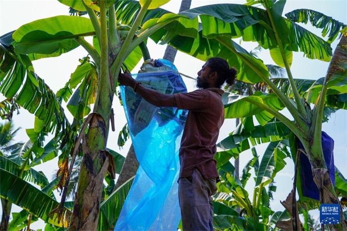 12月23日，在斯里蘭卡馬坎杜拉，農(nóng)民在香蕉試驗(yàn)田里學(xué)習(xí)套袋技術(shù)。新華社記者 陳冬書 攝
