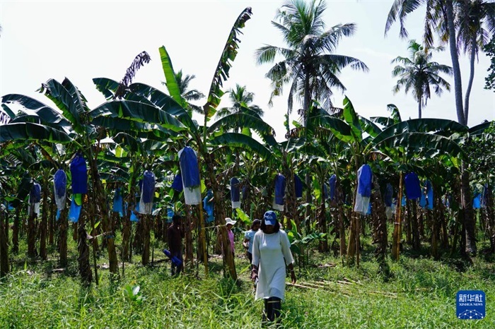 12月23日，在斯里蘭卡馬坎杜拉，農(nóng)民走過中國(guó)技術(shù)試驗(yàn)田香蕉田。新華社記者 陳冬書 攝