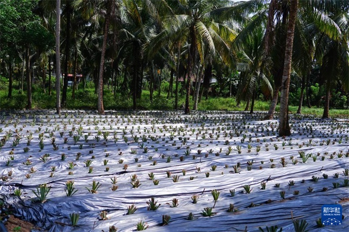 這是12月23日在斯里蘭卡馬坎杜拉拍攝的農(nóng)民里尚·普爾納的菠蘿田。新華社記者 陳冬書 攝