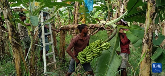 12月28日，在斯里蘭卡馬坎杜拉，當(dāng)?shù)剞r(nóng)民收獲香蕉。新華社發(fā)（中國(guó)、聯(lián)合國(guó)糧農(nóng)組織與斯里蘭卡南南合作項(xiàng)目專家組供圖）