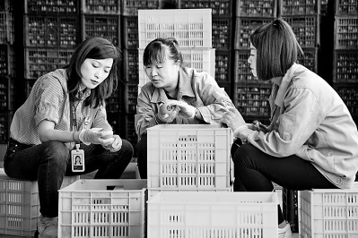 為拓展柿子產(chǎn)業(yè)發(fā)展新途徑，在陜西富平淡村鎮(zhèn)，歸國(guó)留學(xué)生王薇參與創(chuàng)建了一座柿酒酒莊。新華社發(fā)