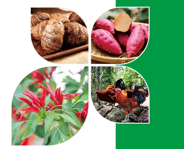 天等縣名特優(yōu)農(nóng)產(chǎn)品。主辦方供圖