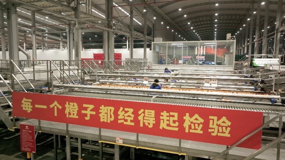 工人在智能生產(chǎn)線上對(duì)臍橙精深加工。人民網(wǎng)記者 張力洋攝