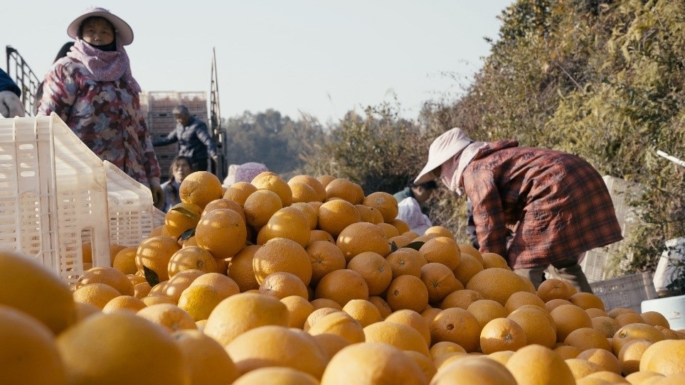 贛南臍橙喜獲豐收。人民網(wǎng)記者 張力洋攝